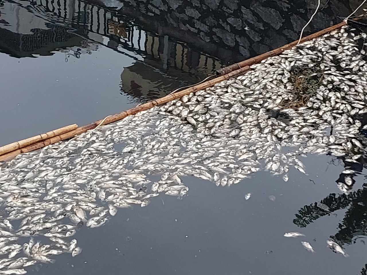 Nghệ An: Hàng tấn cá chết nổi trắng mặt nuóc, TP. Vinh lên kế hoạch xây dựng hệ thống bơm cưỡng bức thay lọc nước Hào thành